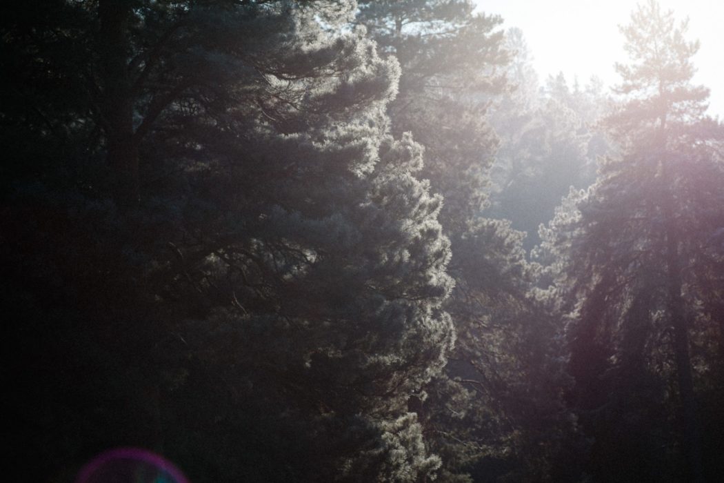 A close-up of a pine tree.