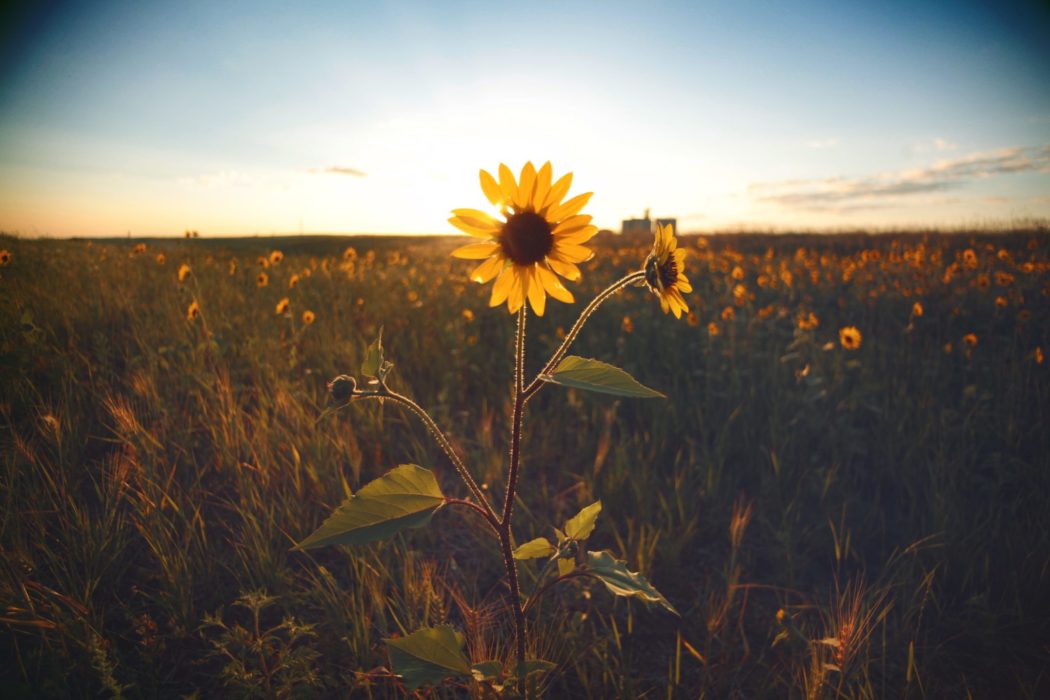 A field of sunflowers with the sun setting over it.