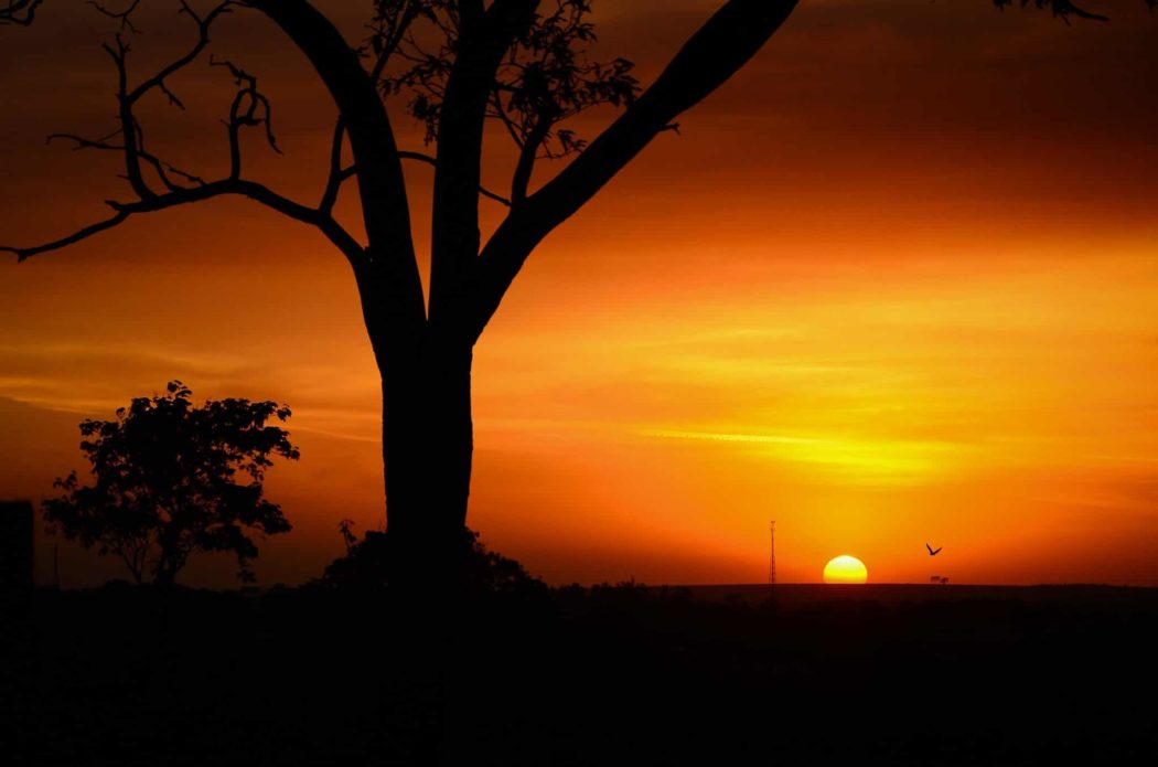 A large tree in the foreground and a bird flying in the background silhouetted against a vibrant sunset sky.