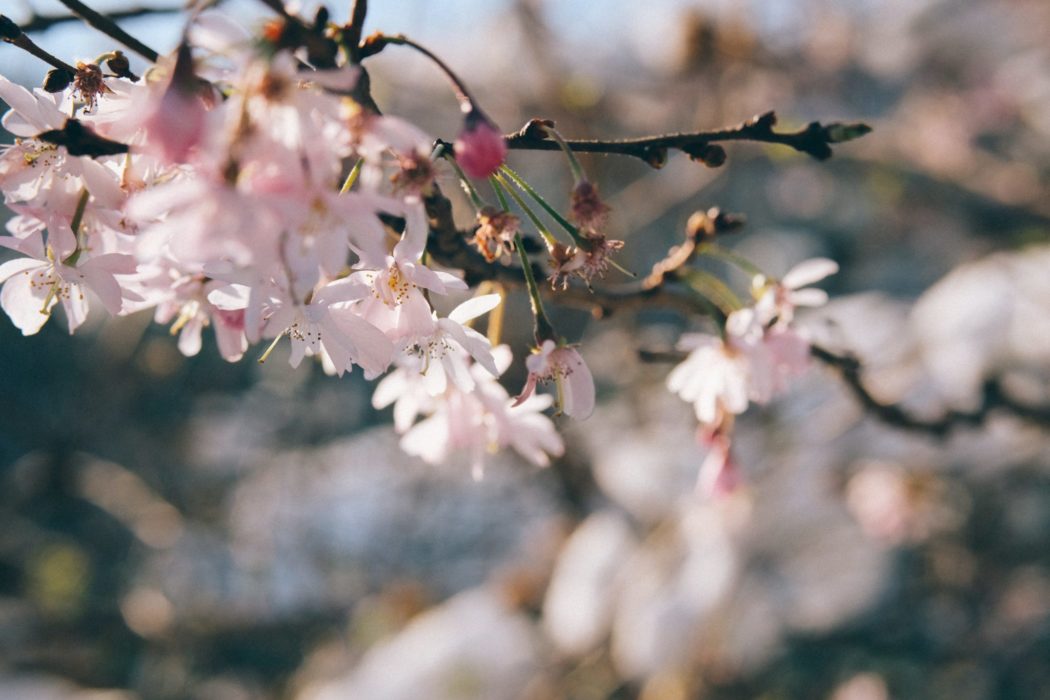 Close up of the flowers on a cherry blossom tree.