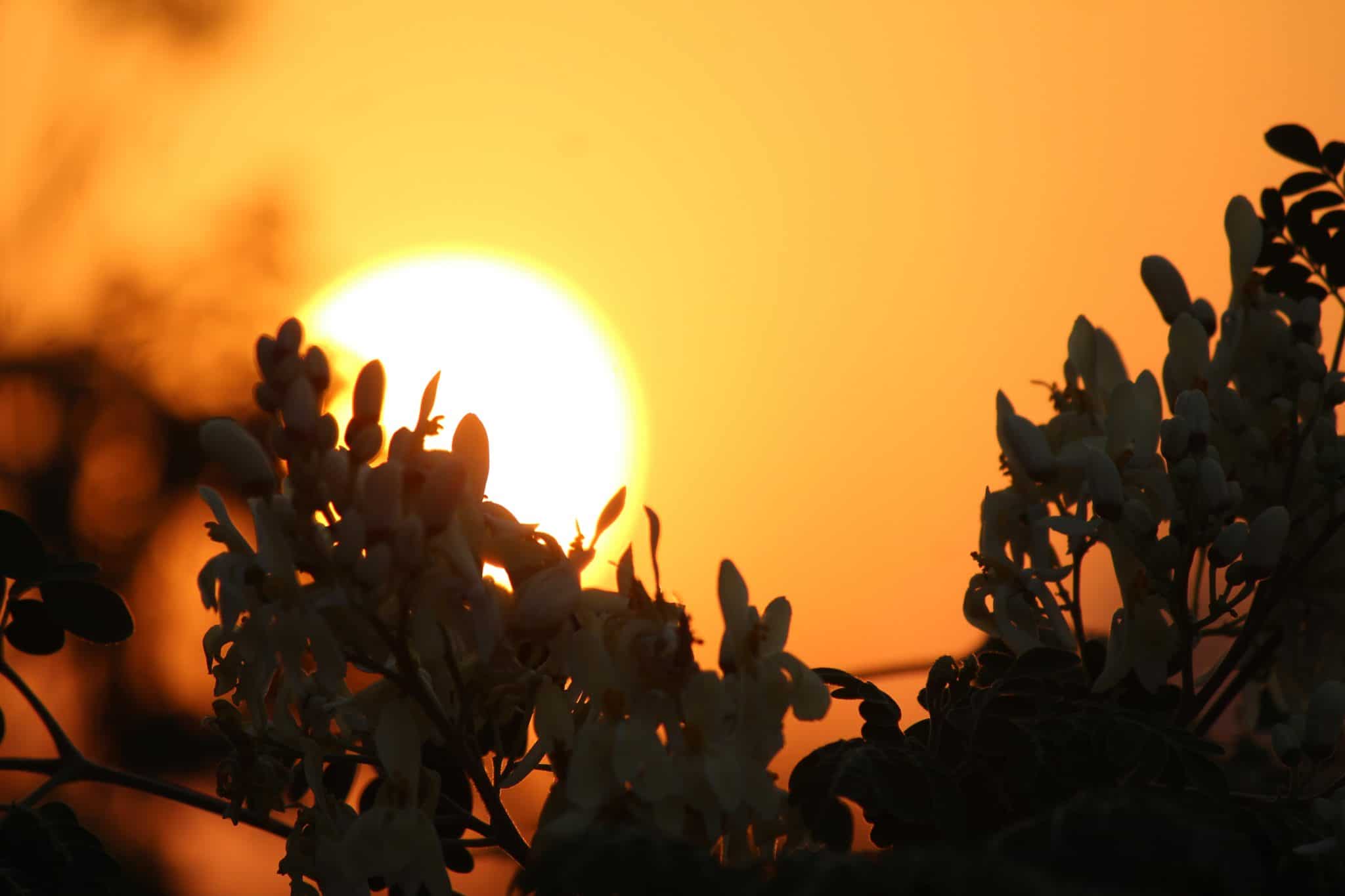Close up of a flowering plant silhouetted against a vibrantly bright sun as it's setting in the background.