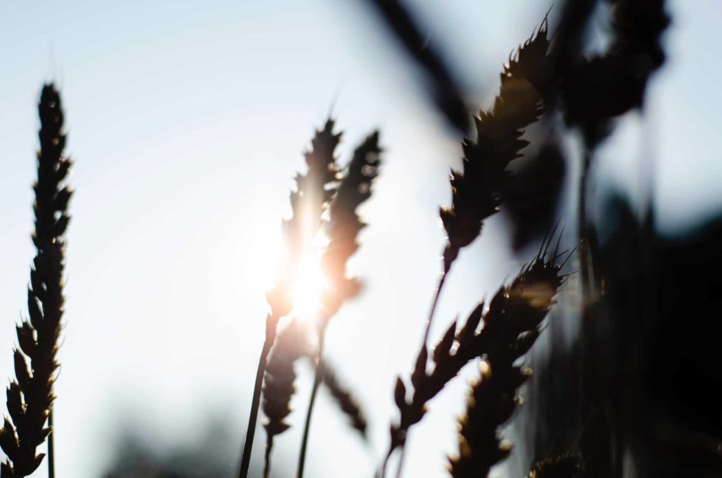 Close-up of sun reflecting through a grain of wheat.