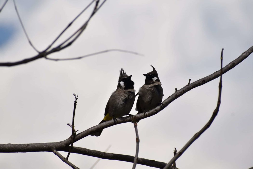 Close up of two little birds on a barren branch.