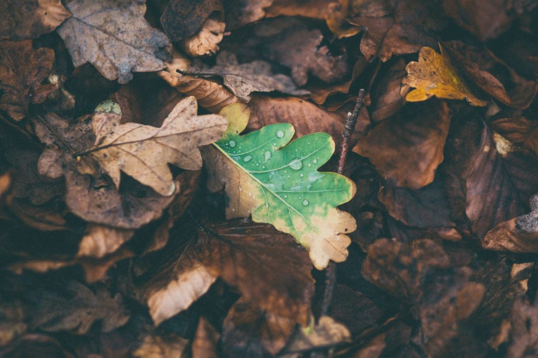 Close-up of a a pile of fallen leaves on the ground.