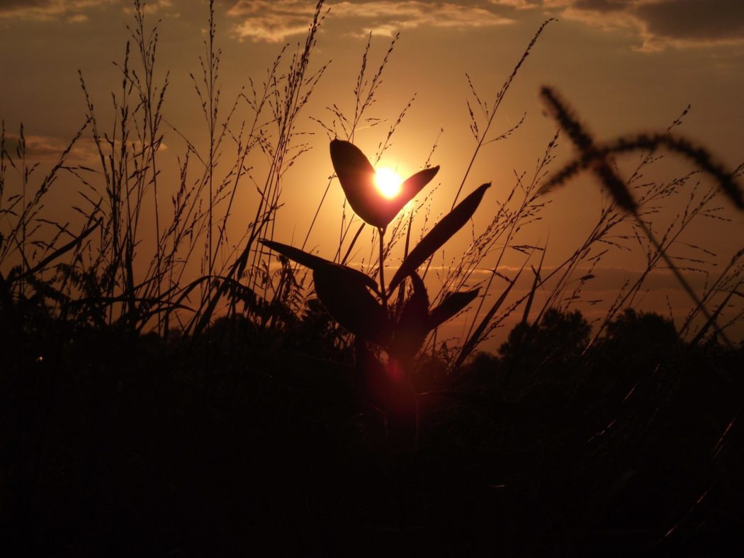 The sun reflecting through a grassy meadow.