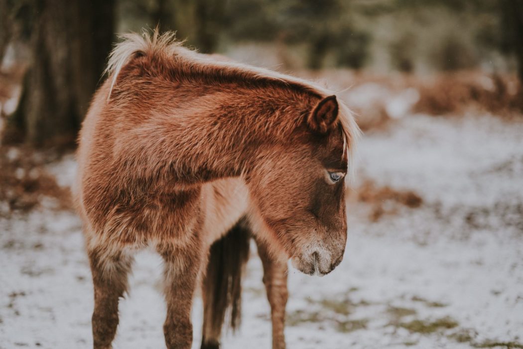 A donkey looking down at the snow-covered ground.