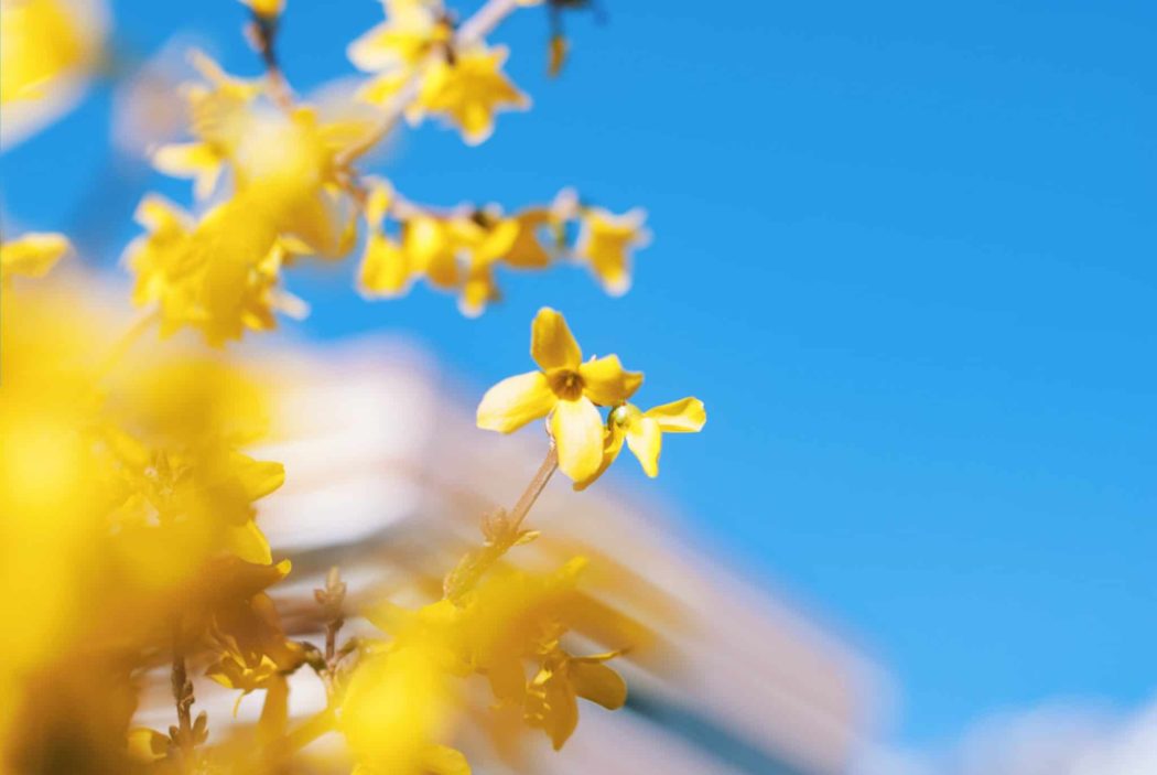 Close up of a vibrantly flowering tree against a clear sky.