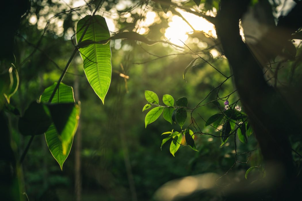 Close up of a tree branch with lush green leaves and flowers on it.