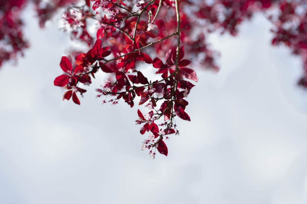 Close-up of a blossoming cherry tree branch.