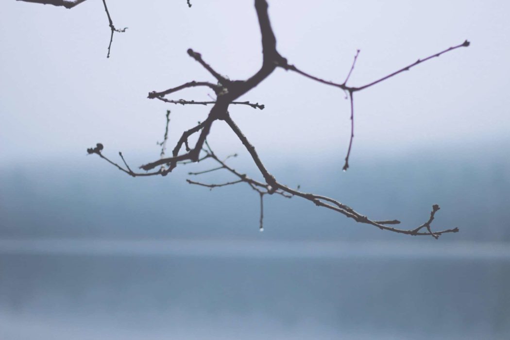 Close up of a barren tree branch.