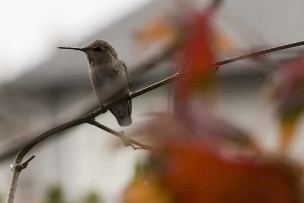 Close up of a hummingbird on a tree branch.