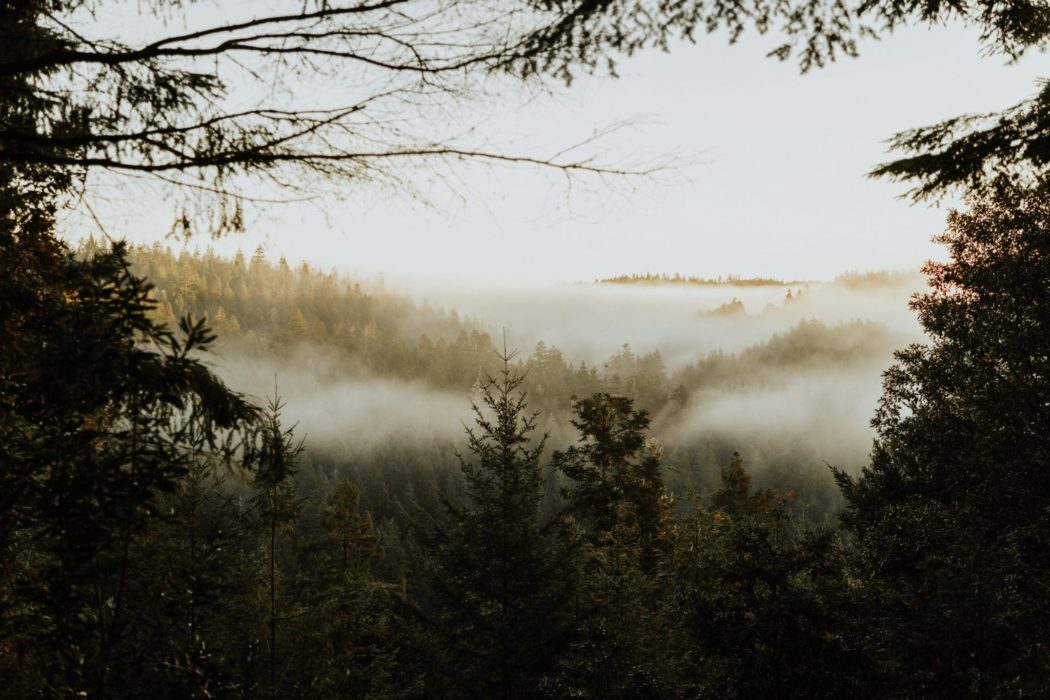 A thickly wooded forest with fog creeping in above it.