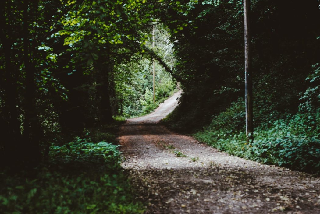 A dirt road running through a lush forest.