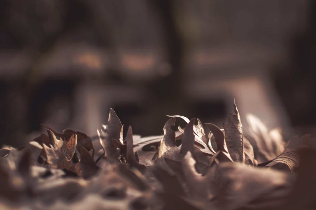 Close-up of fallen leaves on the ground.