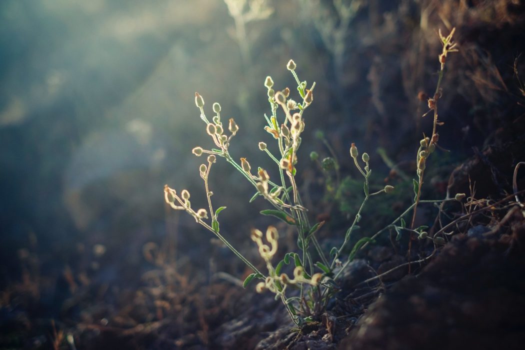 Close up of a young, budding plant.