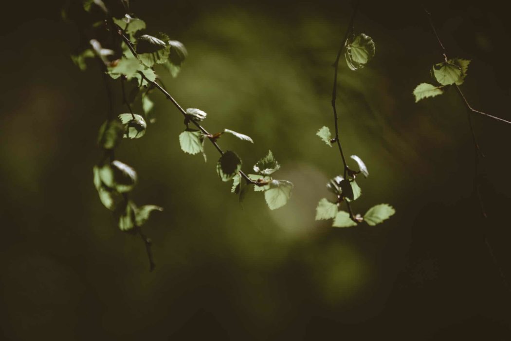 A close-up of leaves on a tree.