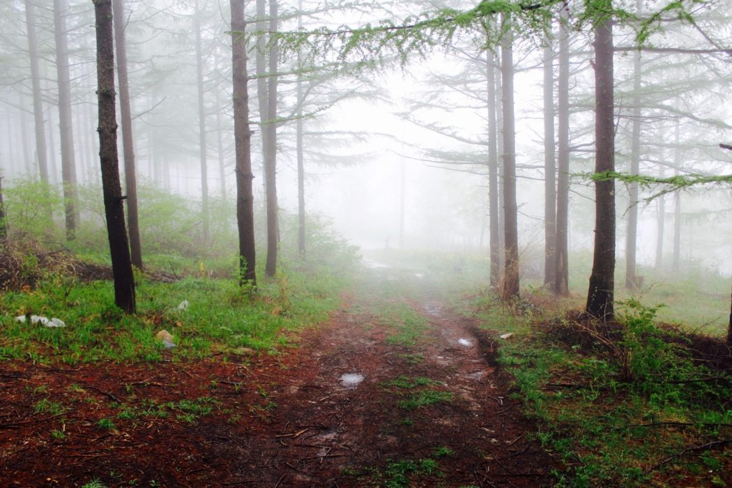 A path running through a misty forest thickly wooded with trees.