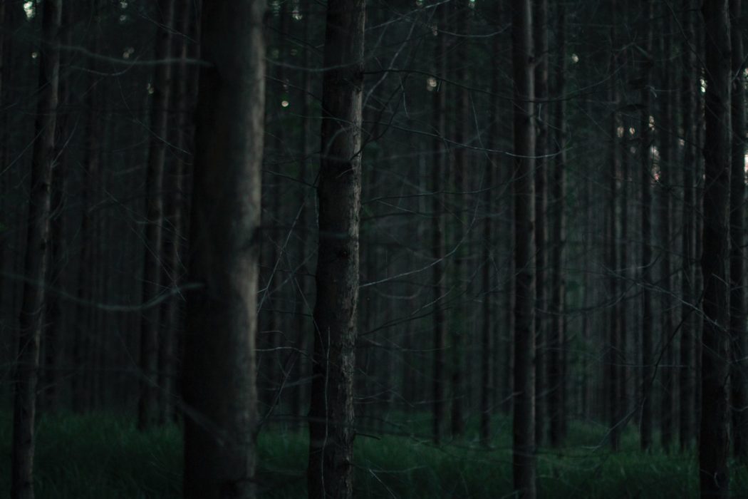 Close up of tree trunks in a densely wooded forest.