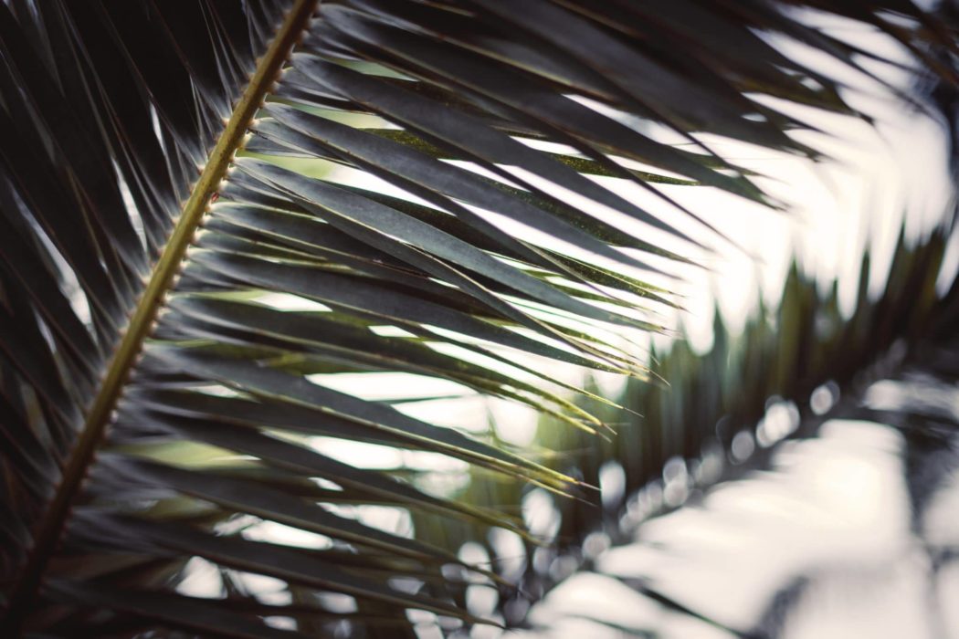 Close up of a palm frond.
