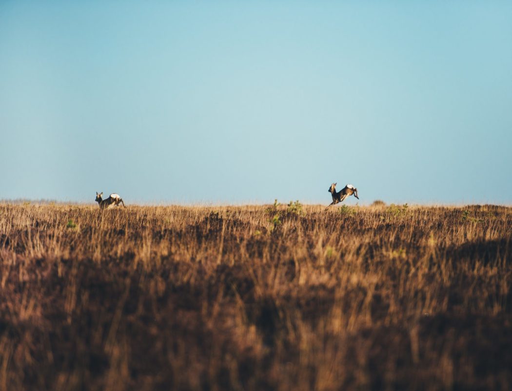 Two dear leaping through a grassy meadow.