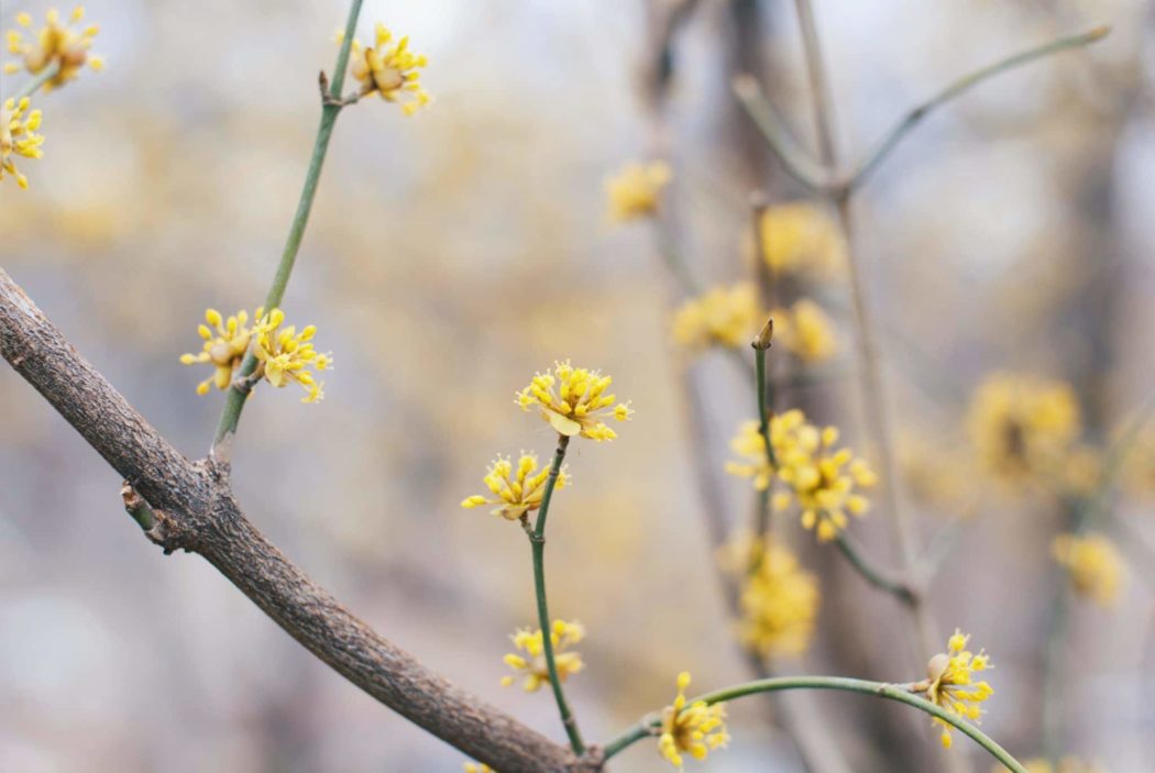 Close up of tiny brightly colored flowers.