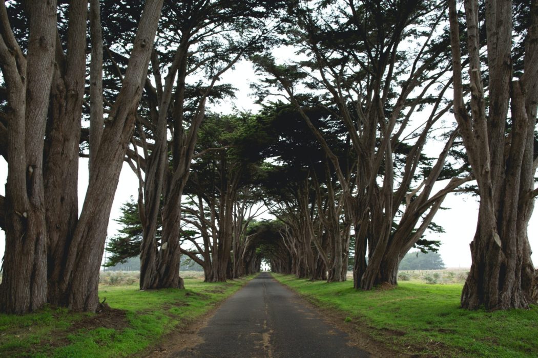 A small road lined with grass and large trees.