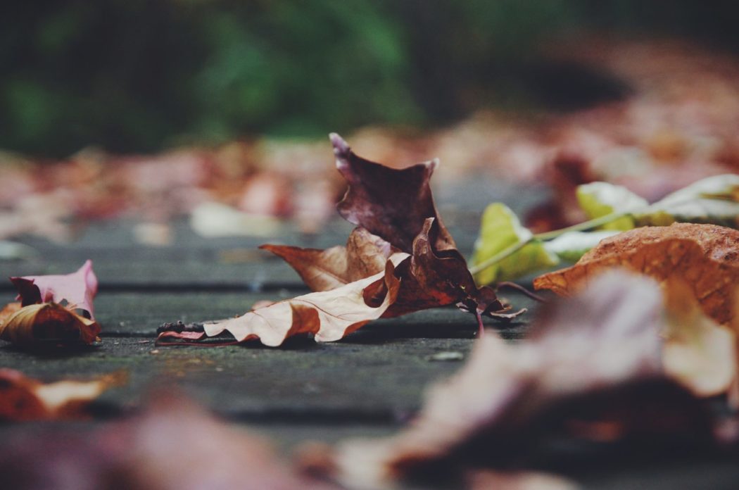 Fallen leaves on the ground.