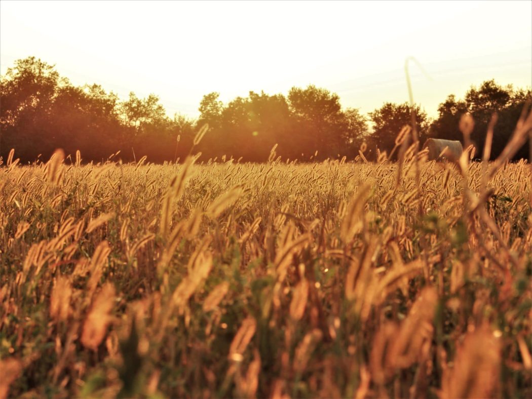 Close up of sprigs of wheat flowing in the wind along with a whole meadow of wheat with trees lining in the background with the sun setting in the background.