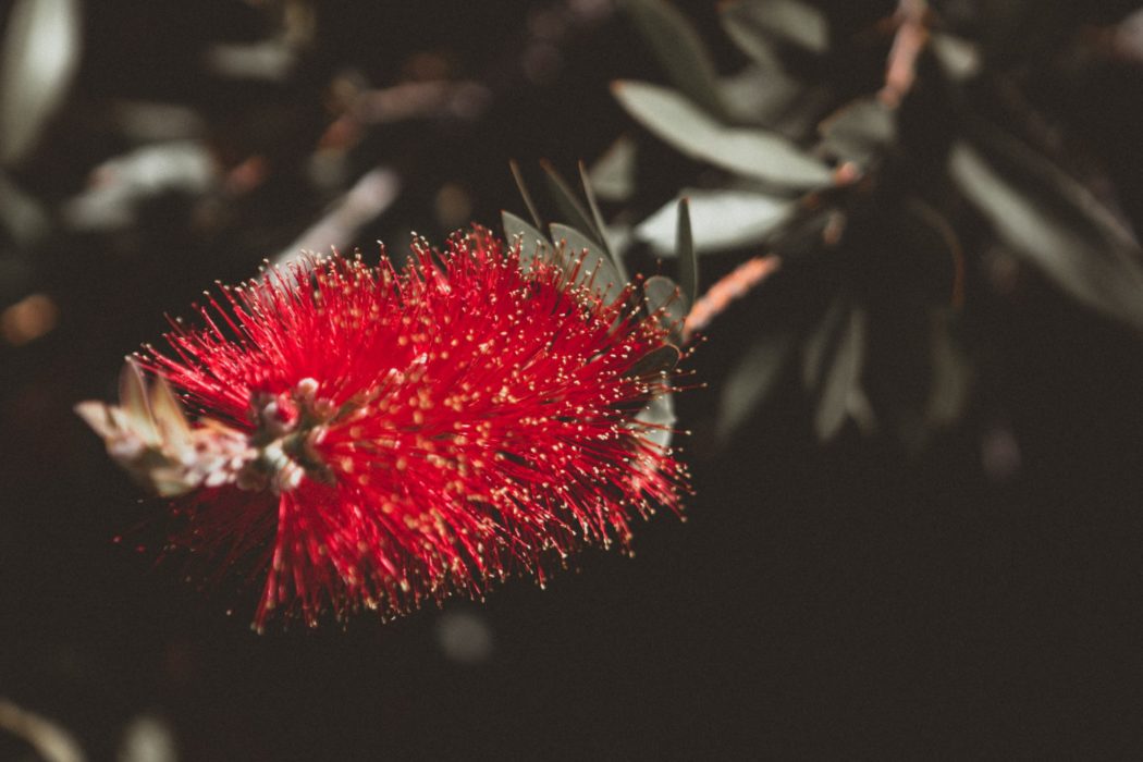 Close up of a spikey flower and its leaves.
