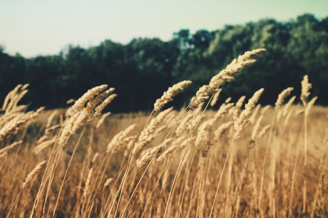 A meadow of golden wheat flowing in the breeze.