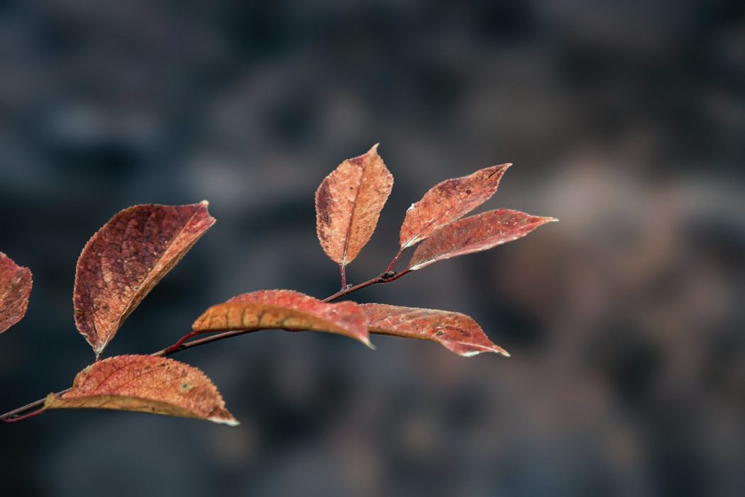 Close up of a branch with leaves on it.