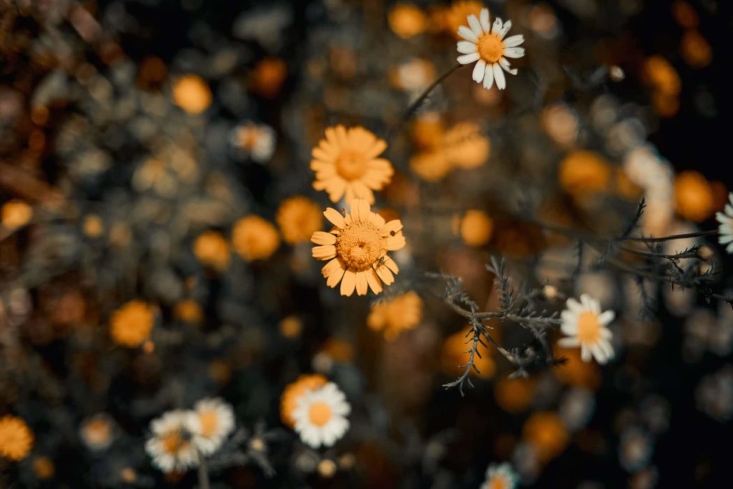 A close up of little flowers. 