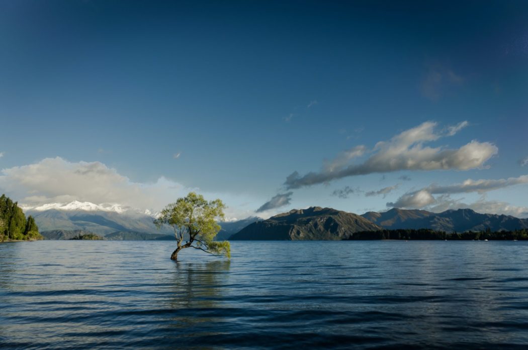 A single tree growing in a body of water with mountains surrounding it.