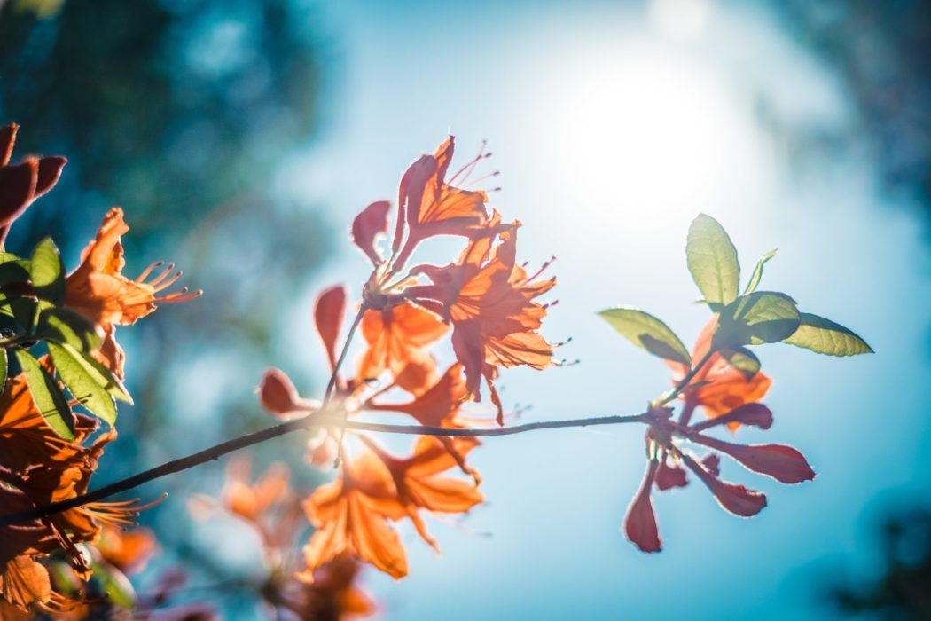 Close up of a flowering plant against a clear sky.