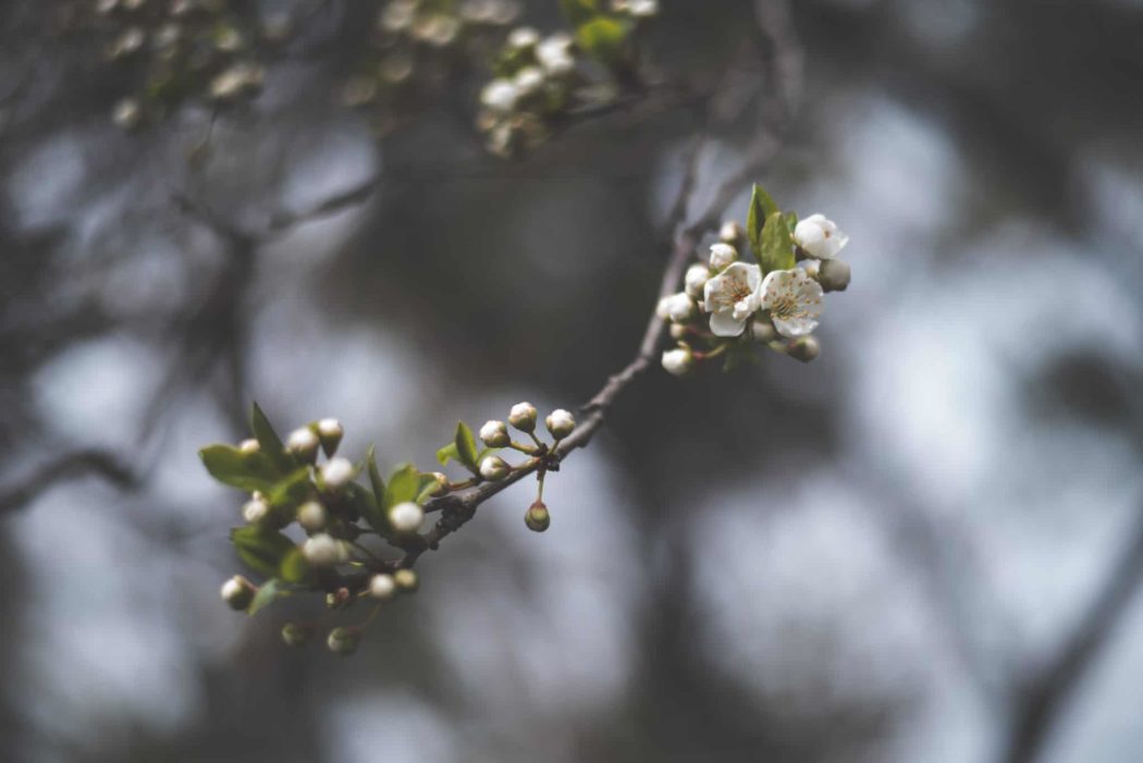 Close up of a cherry blossom branch with flowers and leaves growing off of it.