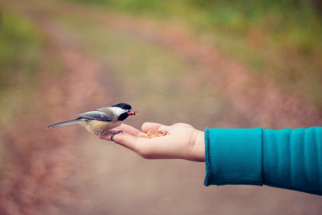 An outstretched hand with a bird perched on it eating seeds. 