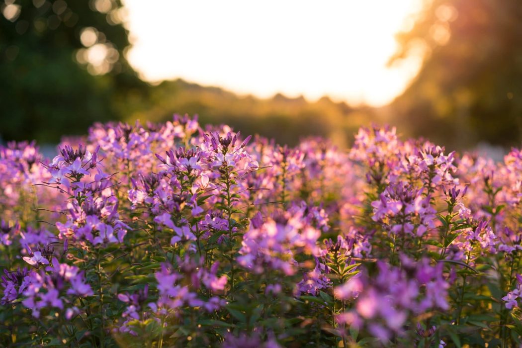 Close up of a delicate flowering bush with a hazy sunset and trees in the background.