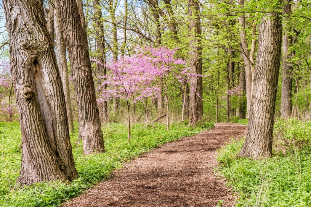 A pathway in running through a forest with blossoming trees and greenery surrounding it.