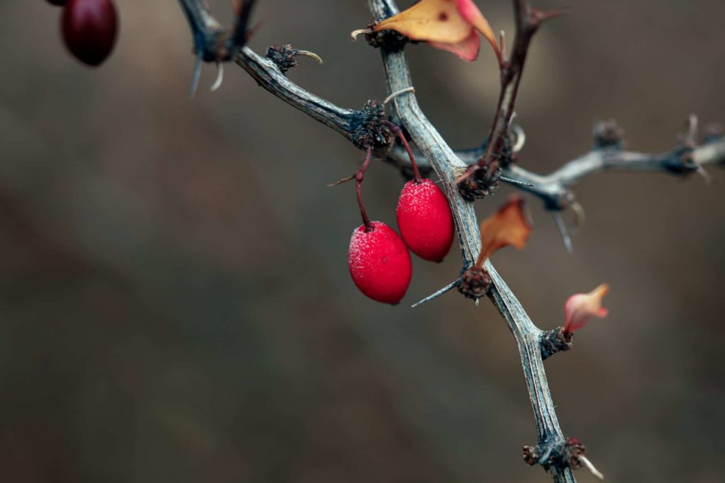 Close up of a small twig with berries growing off of it.