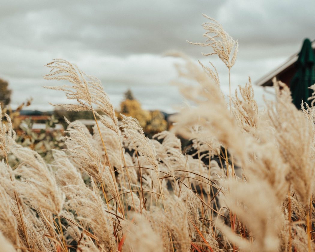 Feathery plumes of pampas grass gently swaying in the breeze, filling the foreground of a field with soft, wheat-like texture and a blurred backdrop of autumn trees and rooftops.