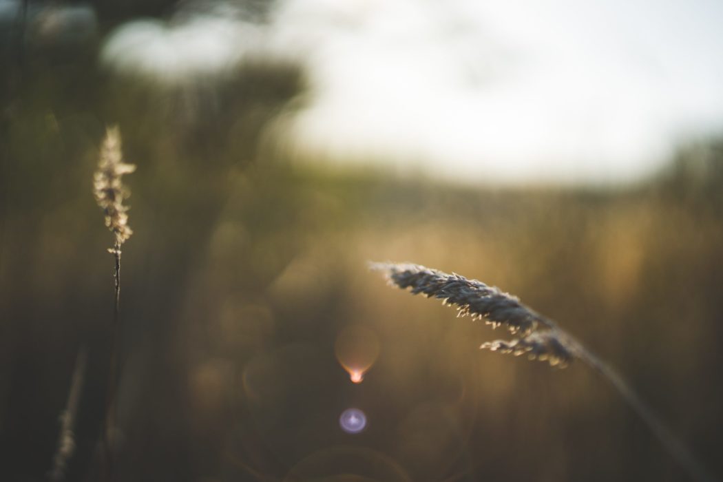 Close-up of a fuzzy, wheat-like plant in a field with soft sunlight and a blurred, golden background.