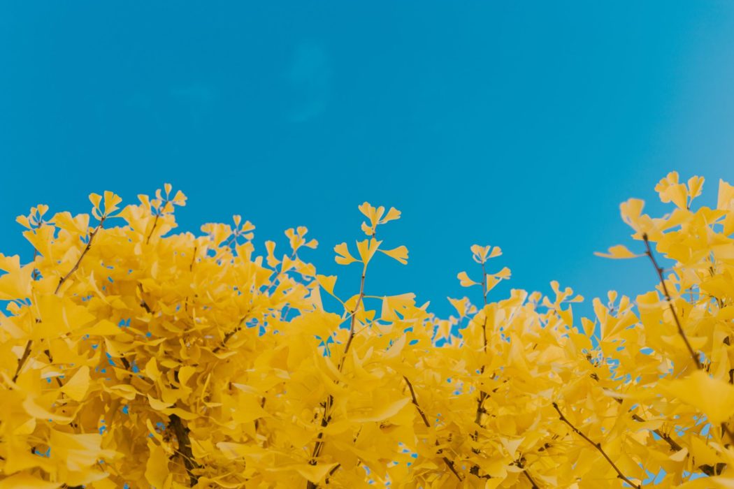 Sky with leafy tree branches framing the bottom edge of the image.