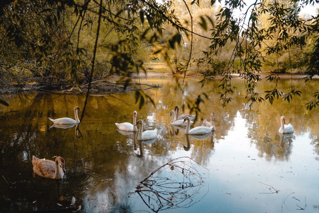 Several ducks on a calm river.