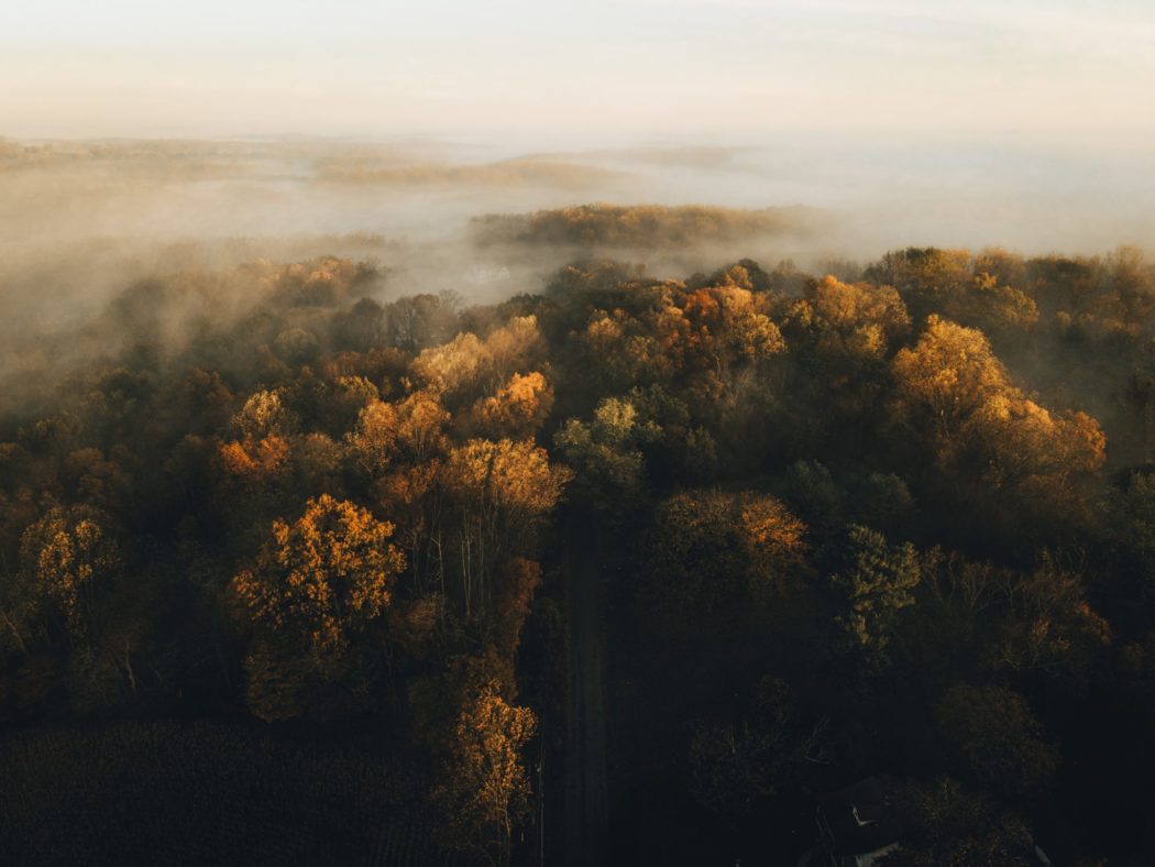 Tall trees shrouded in early morning fog, conveying stillness and serenity