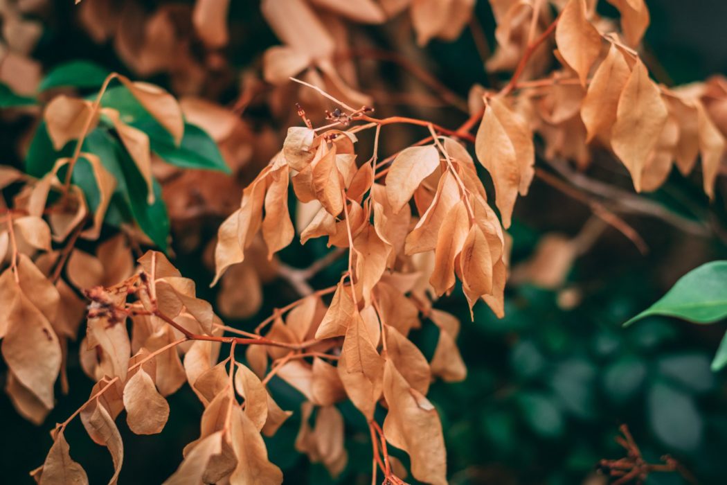 Dried leaves on a stem 
