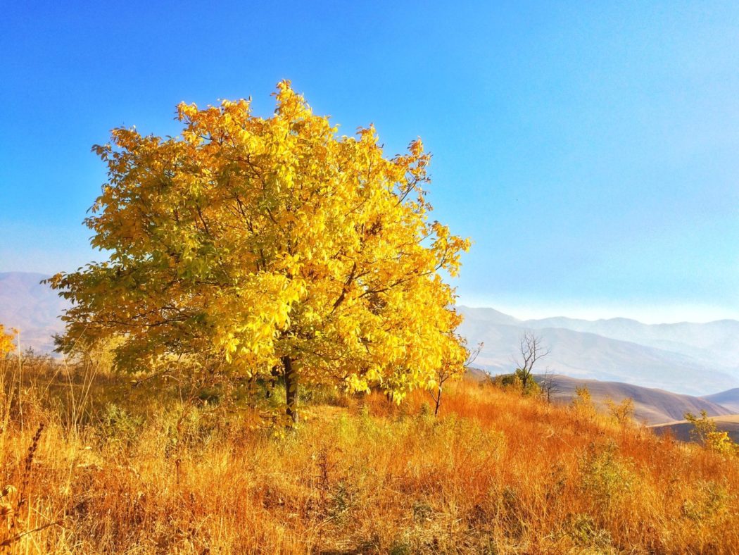 A large tree with golden autumn leaves