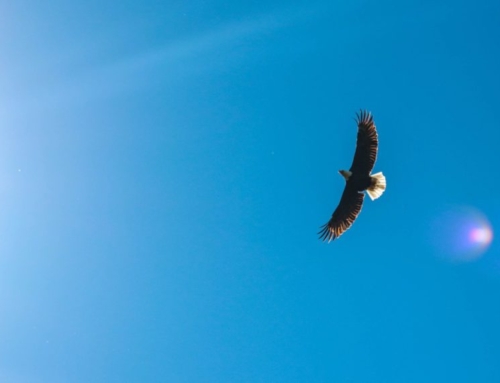 You Are an Eagle