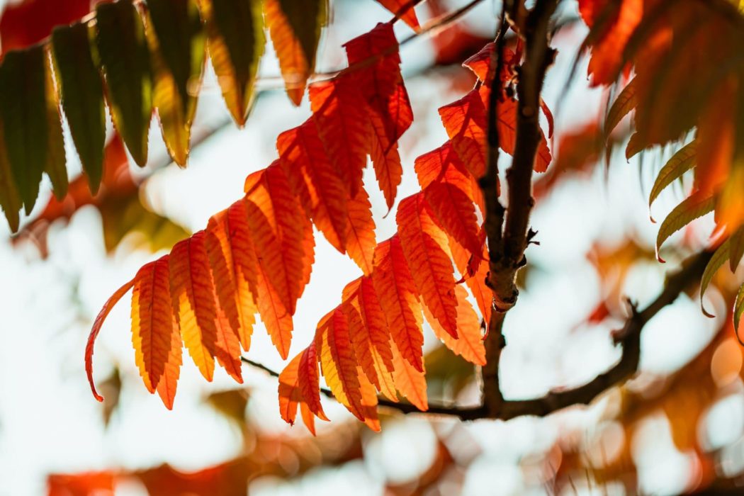 Detailed view of fall leaves clustered on a thin branch.