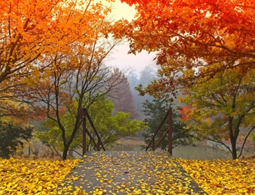 God’s Will for Your Life