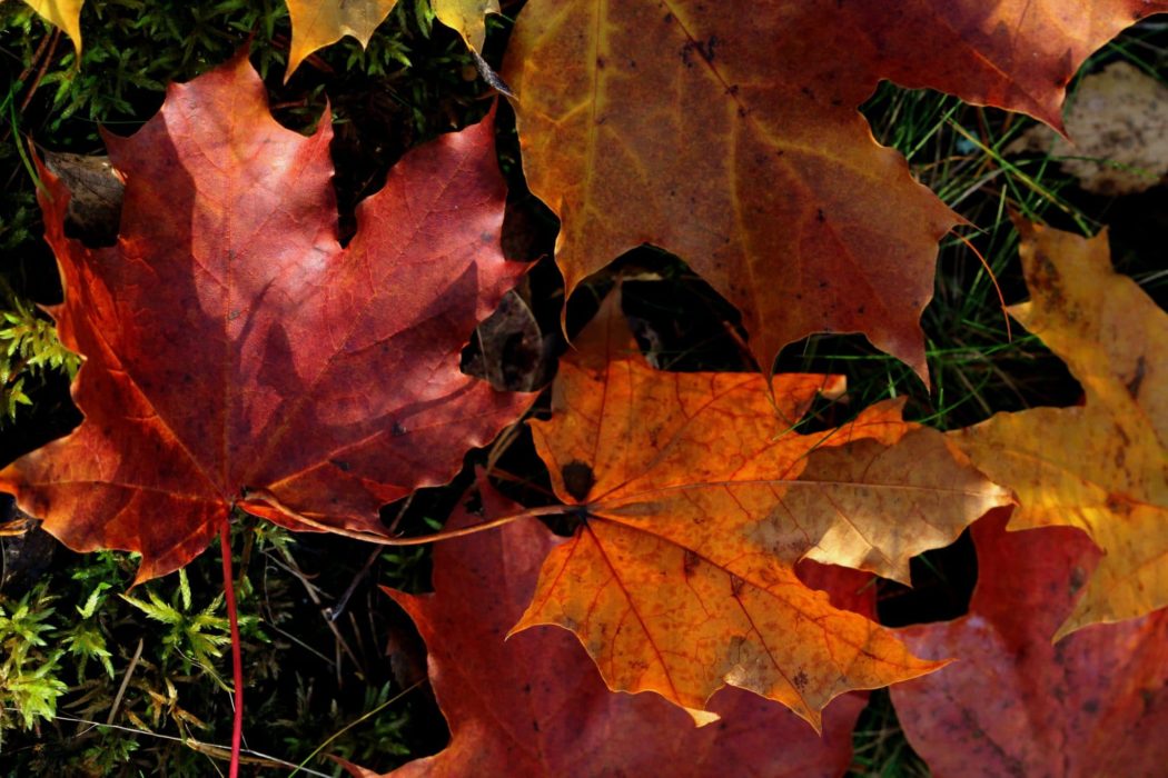 Close-up of colorful fall leaves scattered on green grass. 